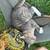 ISO a home for a sweet 2 year old stray boy cat 4 thumbnail