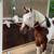 2011 APHA mare 2 thumbnail