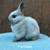 Netherland Dwarf Bunnies 8 thumbnail