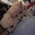 Pomerania 5 thumbnail