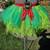 Teenage Mutant Ninja Turtles TUTU Adult Size S/M 1 thumbnail
