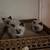 Himalayan kittens 3 thumbnail