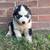 Female husky puppy 3 thumbnail