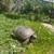 Help Save Our State Reptile and adopt a Desert Tortoise (No Fee) 6 thumbnail