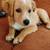 Rehoming 12 week old Pomeranian/French Brittany mix 1 thumbnail