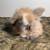 Teddywidder babies 3 thumbnail