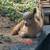 Babies Pygmy and Nigerian goats for sale 2 thumbnail