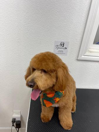 ✨ Pyrenees Pets & Grooming – Gentle, Fast & Professional Dog Grooming 1