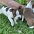 Red Boston Terrier Puppies 4 thumbnail