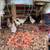 Chickens Easter Eggers,Olive Eggers, ISA Browns 5 thumbnail