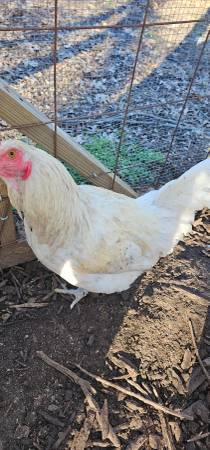 !!!!FREE!!!! young roosters 1