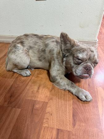 Bulldog Francés – Patrón de Harley Quinn – Reubicación (Stanwood)63851204827907122