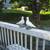 Dove Statues - Birds. 2 Oriental & life size statues. Bird statue. 4 thumbnail