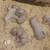 Pitbull xl rednose fawn puppies 16 thumbnail