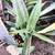 Free (with a catch) Succulents, Mangave. You have to dig them up 2 thumbnail