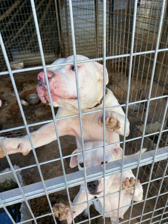 Solid white purebred pit bull 1