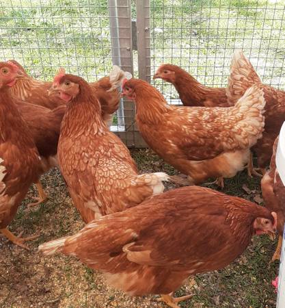 Pullets for brown eggs 1