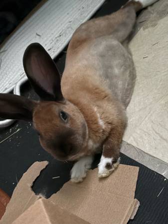 coneja hembra para reubicar (Amesbury)63857555318529122
