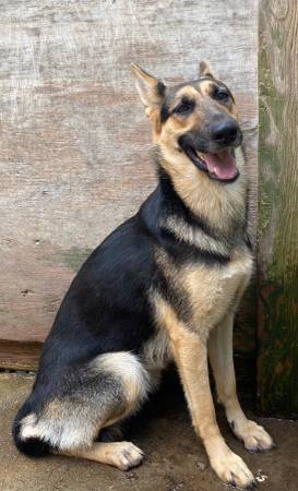 German shepherd female rehome (loganville)63739476511617120