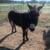 Female Donkey-Mule 1 thumbnail