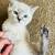 Lynx Siamese Kitten for Rehome 7 thumbnail
