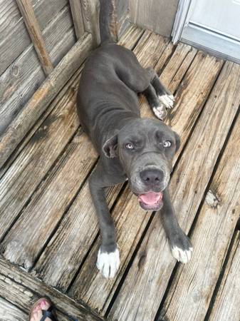 Mastiff63661959297409120