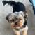 ACA/APRI YORKSHIRE TERRIERS LOOKING FOR A GOOD HOME 6 thumbnail