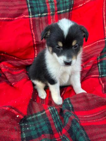 Cattlejack/Aussie puppies (Des Moines)63671589135489121