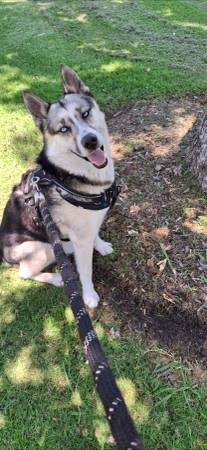 Husky/German Shepherd 1