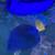 Purple Tang Fish 1 thumbnail