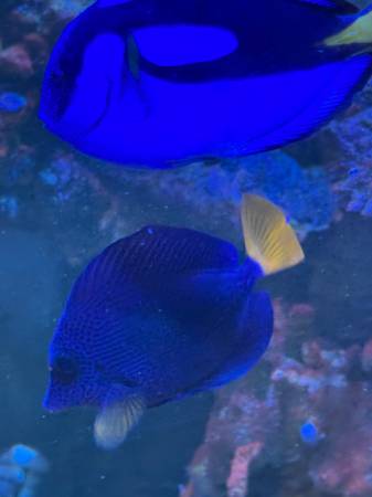 Purple Tang Fish 1