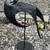 Pterodactyl Lawn Ornament 5 thumbnail