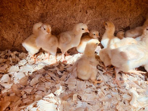 Buff Orpington chicks 1