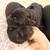 English Labrador retrievers 7 thumbnail