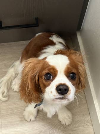 Cachorro King Charles (King)63787695770243121