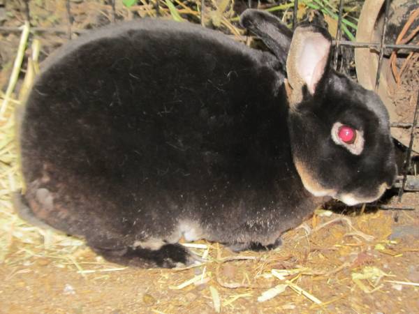 Mini-Rex Male Bunny Rabbit 1