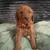 mini goldendoodles 2 thumbnail
