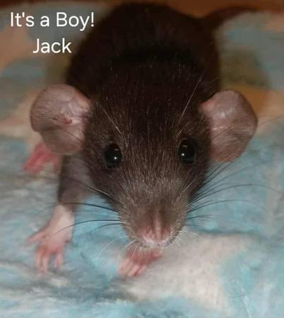 Cute Dumbos! (seatac)63688917919617121