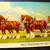 Early 1900s BUDWEISER/Clydesdales Full Foldout Postcard 4 thumbnail
