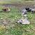 Various Flock/Livestock 3 thumbnail