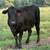 SS bred cows 8 thumbnail