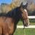 Yearling BLM gelding 2 thumbnail