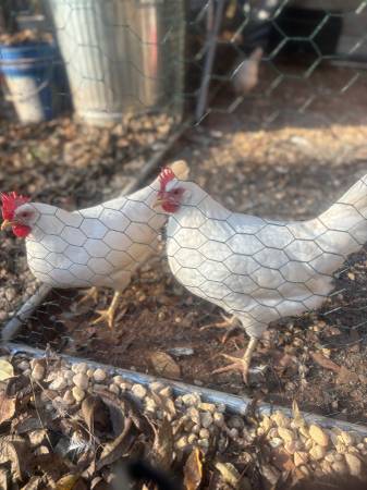 Leghorn hens 1