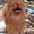 Pomeranian 1 thumbnail