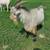 Nigerian dwarf goat herd 11 thumbnail