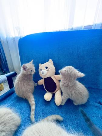 Cat, kitten (Richland)63896661856003121