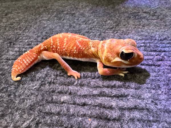 Rehoming a high red Nephrurus Levis Levis63830037169665121