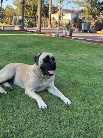 Mastiff Puppies (Ceres)63469791547137123