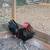 Game chickens Game roosters Gamefowl. 9 thumbnail