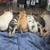 Kune Kune piglets 2 thumbnail